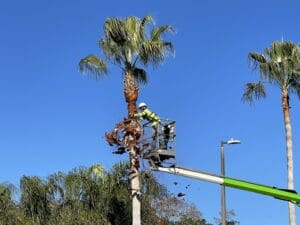 Affordable Tree Service & Tree Trimming for Commercial, HOA's and POA's