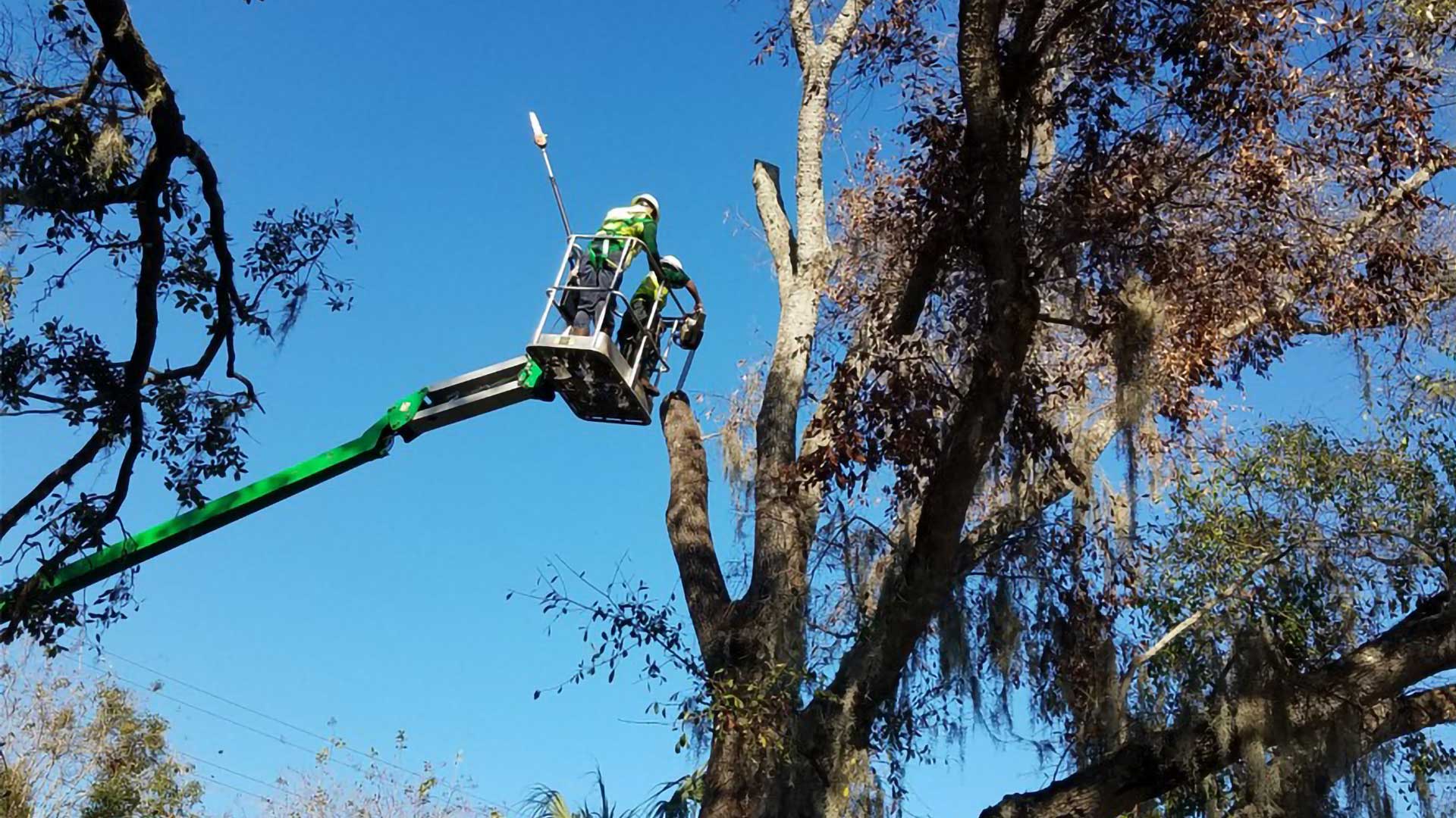 Affordable Tree Service & Tree Trimming for Commercial, HOA's and POA's